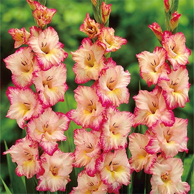 グラジオラス プリシラ