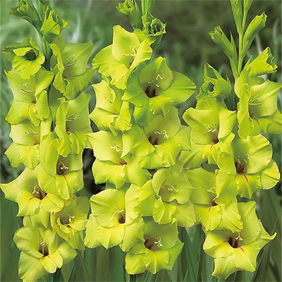 グラジオラス プリマベルデ