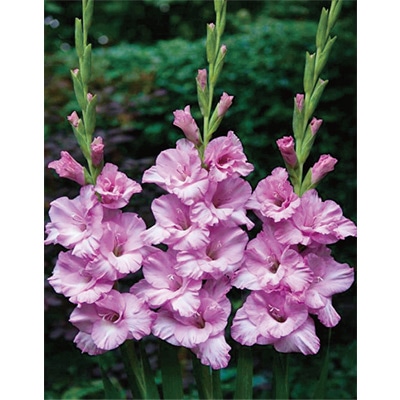 グラジオラス アルファ