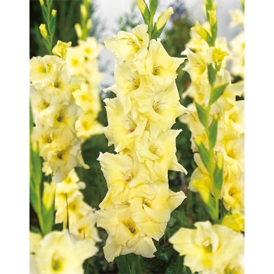 グラジオラス スピードデート