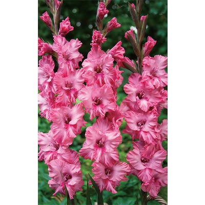 グラジオラス キングストンラッフル