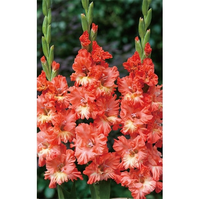 グラジオラス テッドフリッツル