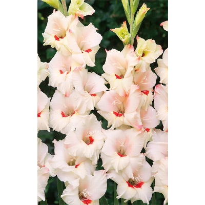 グラジオラス キャンディーバー