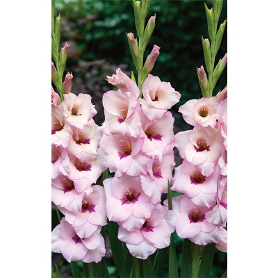 グラジオラス ベネチア