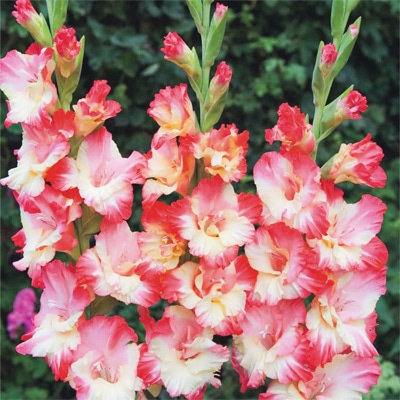 グラジオラス ジローナ