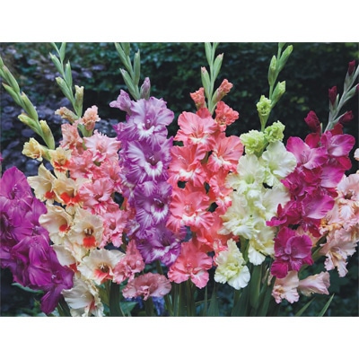 グラジオラス フリル咲き ミックス