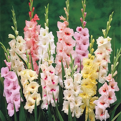 グラジオラス パステル ミックス