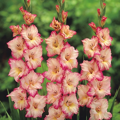 グラジオラス プリシラ