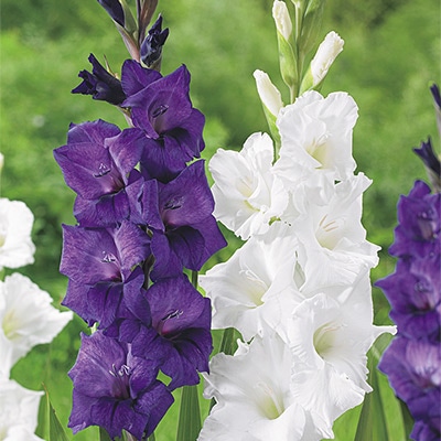 グラジオラス スカイサマー ミックス