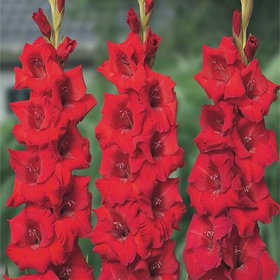 グラジオラス ローマ