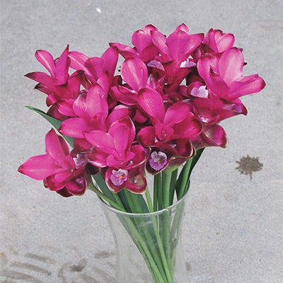 クルクマ ルビーレッド