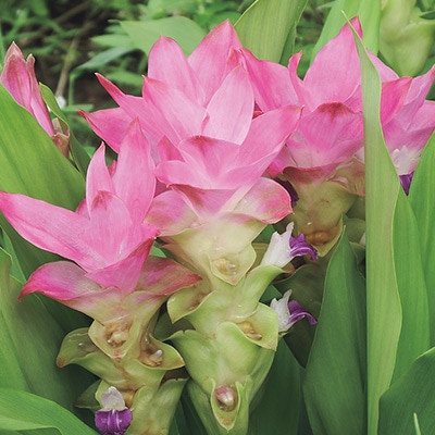 クルクマ ピンクジュエル