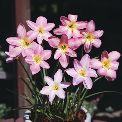 ゼフィランサス ピンクピーチ