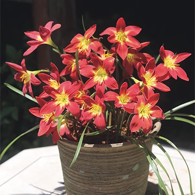 ゼフィランサス ビッグレッド