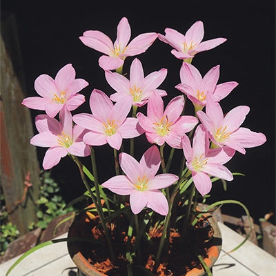 ゼフィランサス ビッグピンク