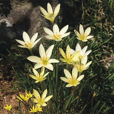 ゼフィランサス エージャックス