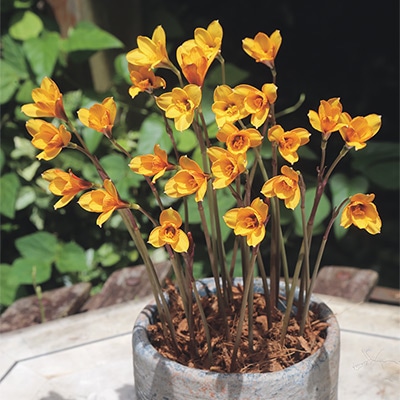 ハブランサス アンダーソニー