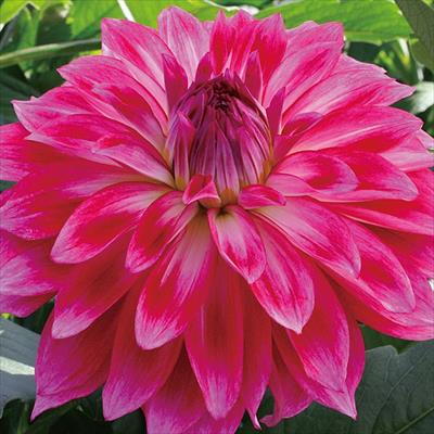 ダリア イーグルアイ