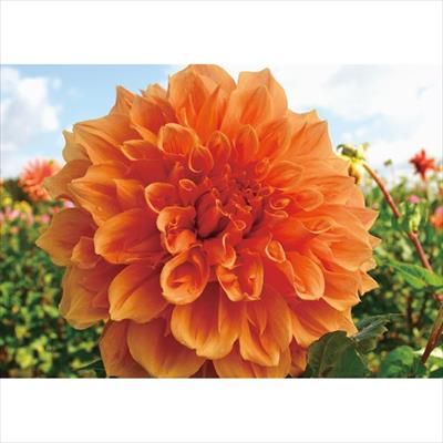 ダリア グレイスミドルトン