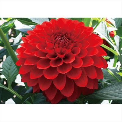 草花の球根 ダリア 種 タネ 球根 苗の通販はサカタのタネ オンラインショップ