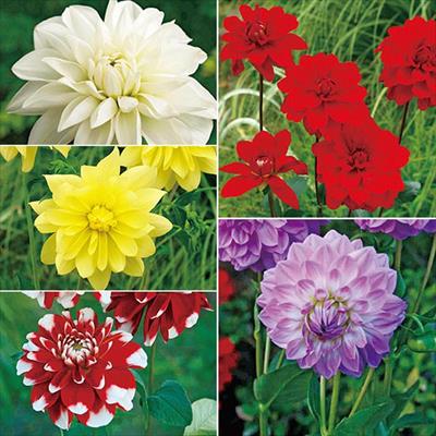 草花の球根 ダリア 種 タネ 球根 苗の通販はサカタのタネ オンラインショップ