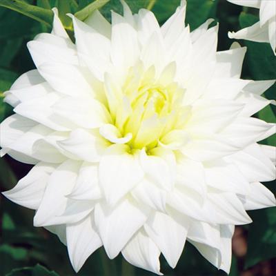 大株ダリア 銀峰