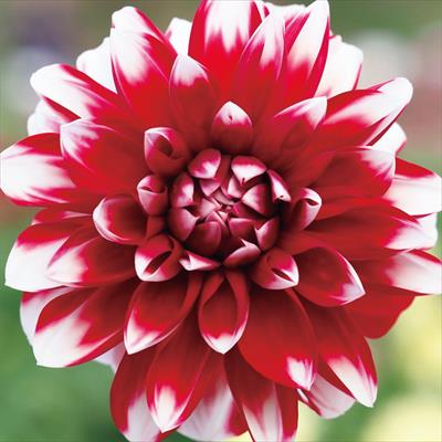 大株ダリア スタールビー