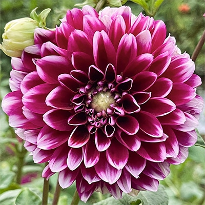 ダリア エジンバラ