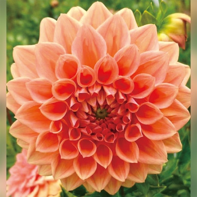 ダリア ハミルトンジュニア