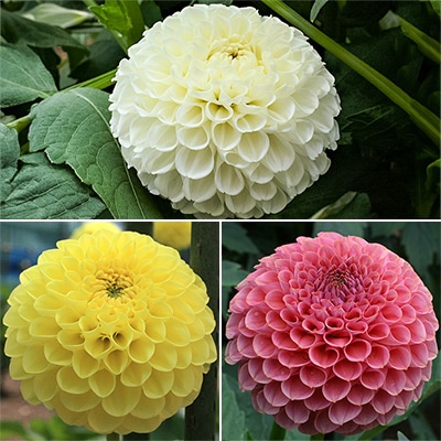 ダリア ボールセット