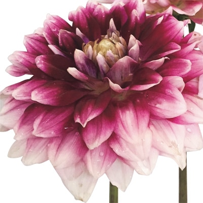 大株ダリア 雪椿