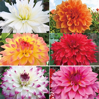 ダリア 超巨大輪～大輪 見計らい