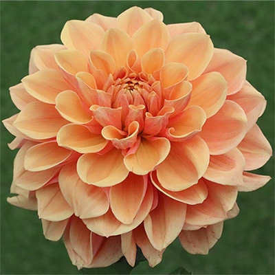 ダリア オレンジブロッサム