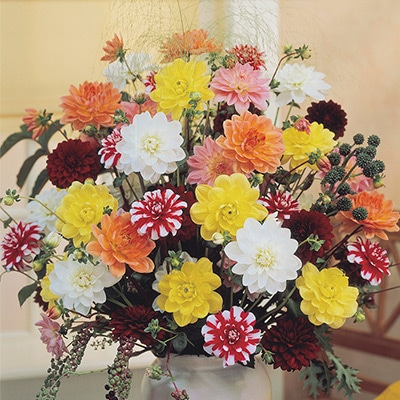 ダリア 中輪咲きミックス