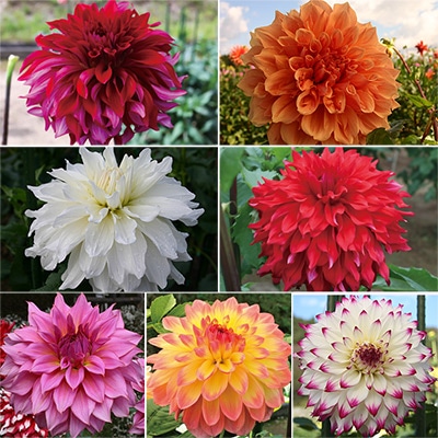 ダリア 秋田国際ダリア園球根見計らい