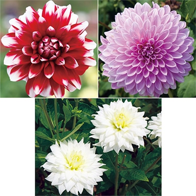 大株ダリア お買い得見計らいセット