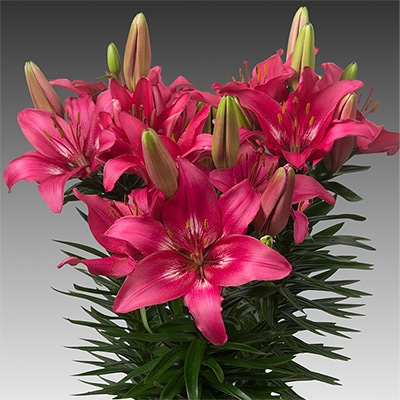 冷蔵ユリ スカシユリ トレンディーダコタ