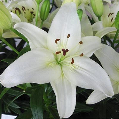 冷蔵ユリ スカシユリ スパークリングジョイ