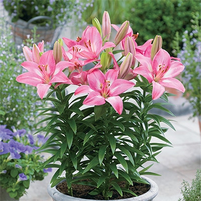 冷蔵ユリ スカシユリ ロザリン