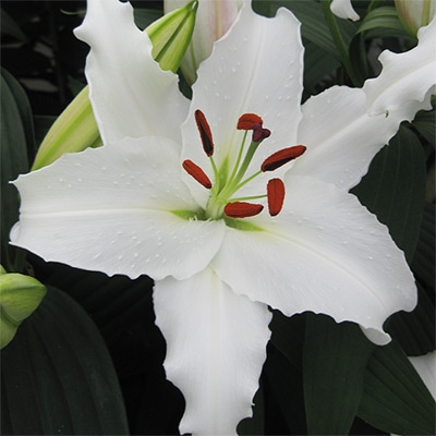 冷蔵ユリ シベリア