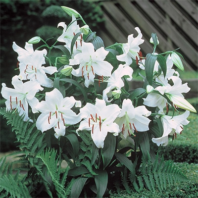 冷蔵ユリ カサブランカ