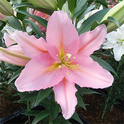 冷蔵ユリ オリエンタルユリ　ベンドーム