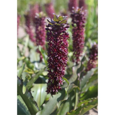 ユーコミス ブラックキャット