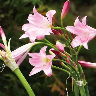 クリナム ポウエリーピンク