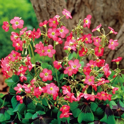 はなかたばみ ラッキークローバー