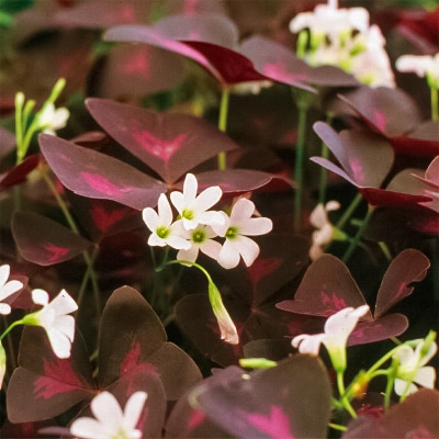 オキザリス 紫の舞