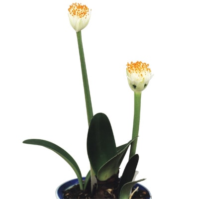 ハエマンサス アルビフロス