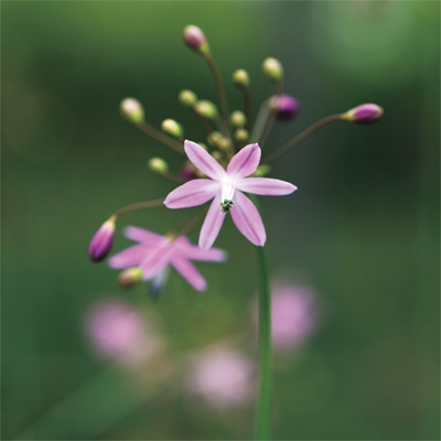 ベッセラ エレガンスピンクフォーム