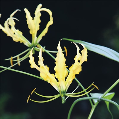 グロリオサ ルテア