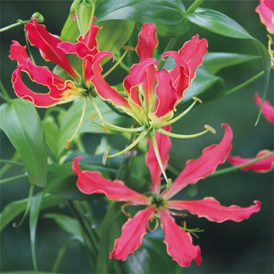 グロリオサ ファイヤーバード